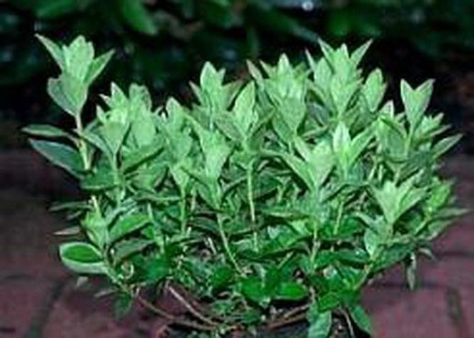 Azalia japońska 'Elsie Lee'