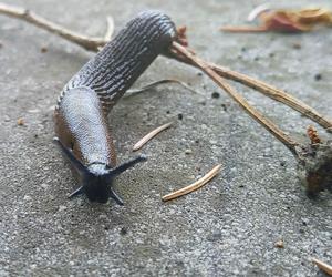 Budzą obrzydzenie i są utrapieniem ogrodników. Ślimaki sieją spustoszenie