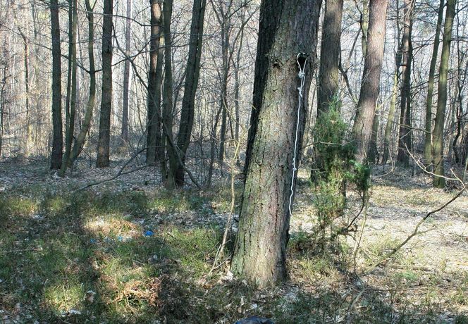 Jarka zabiło drzewo gdy porządkował las