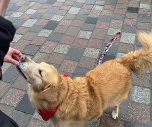 Golden Retriever WOŚP w Poznaniu