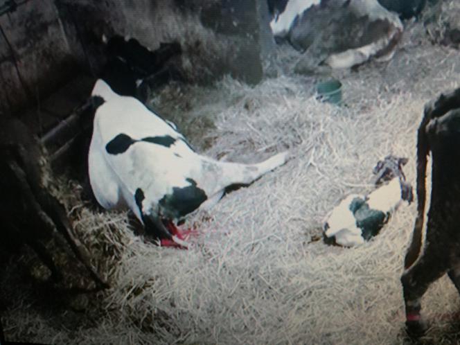 Burek zagryzł mu mamę