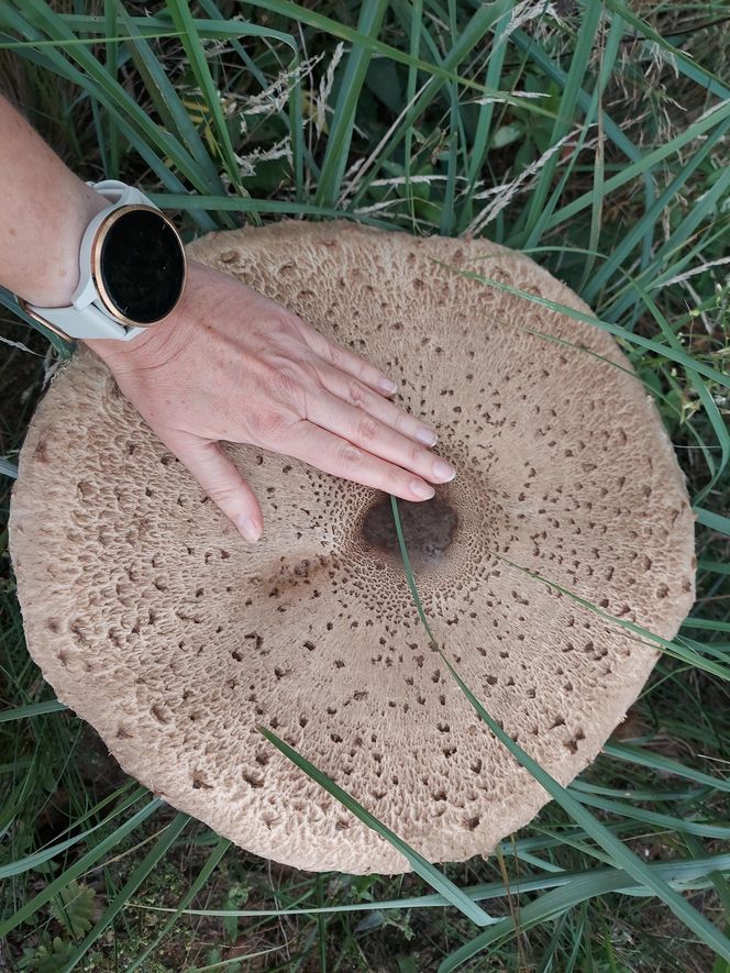 Kania wielkości parasolki