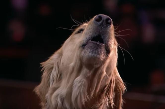 Śpiewający pies w Mam Talent