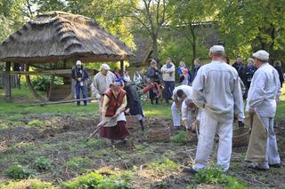 Wykopki kartoflane w lubelskim skansenie