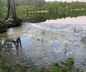 Moczarka nad jeziorem Długim - 2024