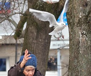 Anna Chodakowska. Gwiazda Labiryntu wśród ptaków