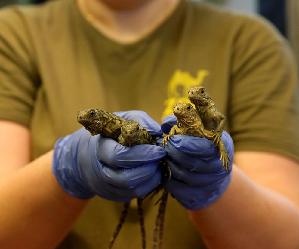 Kolejny cud narodzin w Śląskim Ogrodzie Zoologicznym. To prawdziwy baby boom!