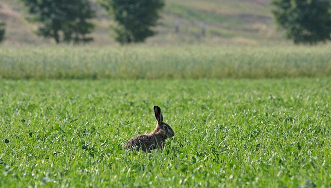 Polska Miedź dba o piękno natury 
