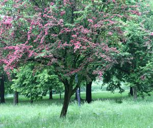 Głóg pośredni 'Paul's Scarlet' 