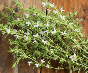 Cząber - przyprawa wielu właściwości. Do czego używać cząbru?