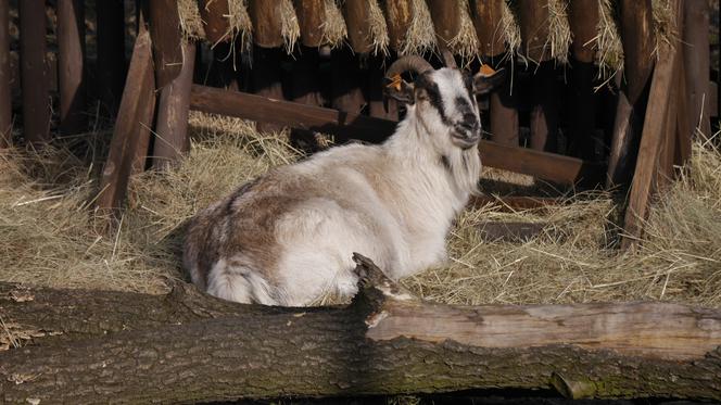 Zwierzęta w białostockim ZOO budzą się na wiosnę