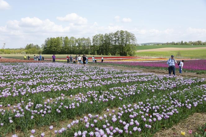 Świto Tulipanów 2025