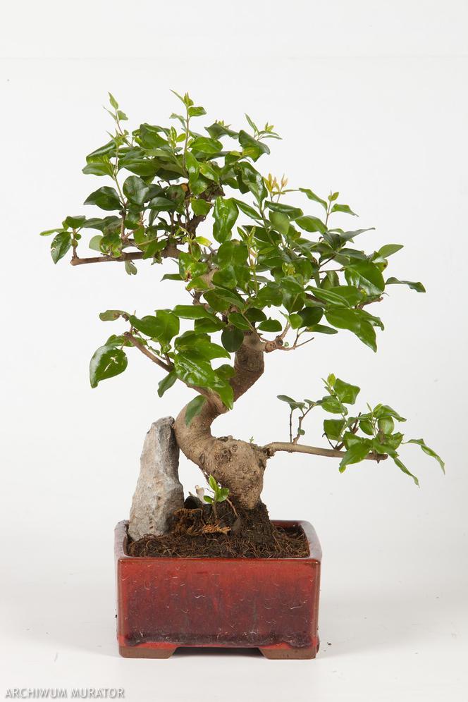 bonsai