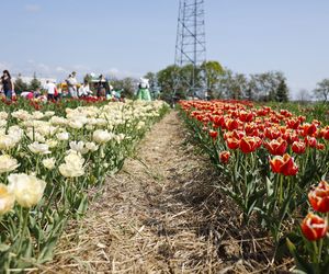 Świto Tulipanów 2025