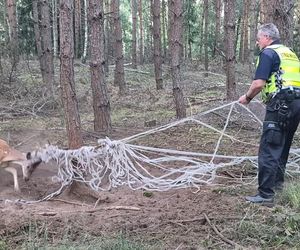  Młody daniel zaplątał się w siatki. Pomogli strażnicy z Gostynia i łowczy [ZDJĘCIA]