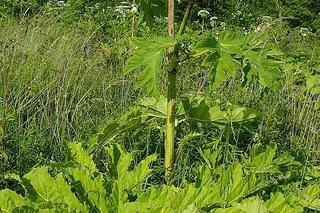 Barszcz Sosnowskiego na Warmii i Mazurach. Gdzie występuje? Na mapie ponad 200 lokalizacji!