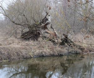 Spacer doliną Bystrzycy na lubelskim Wrotkowie