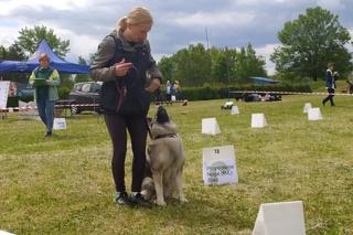 Pies, Sport i Ty – zawody sportów kynologicznych w Tarnowie
