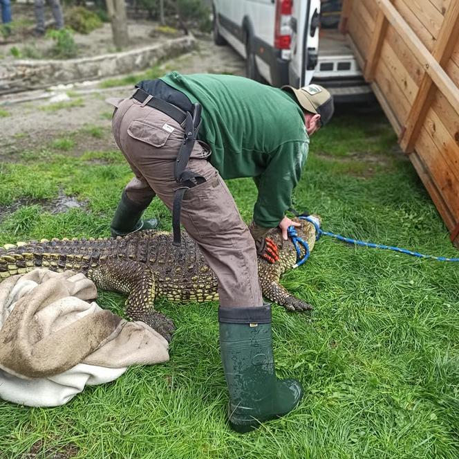 Sosnowiec. Na posesji w dzielnicy Pogoń trzymał dwa krokodyle. Jeden nie żyje