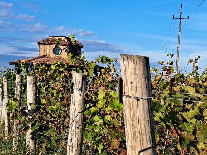 Winnica Saganum liczy 4 hektary, dokładnie tyle, ile liczyła historyczna winnica książęca w Żaganiu. W tle dach wiaty degustacyjnej – dworca dyliżansów z filmu „Chopin, Chopin”.