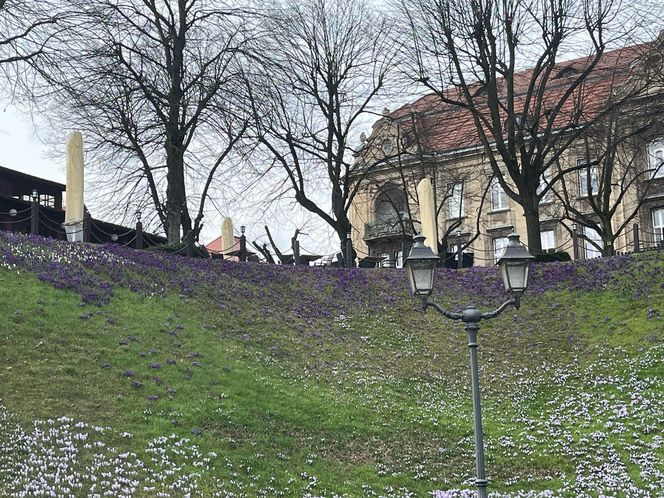 Krokusy na Wałach Chrobrego