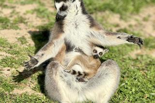 Szalone Małpki nagrywały teledysk w ZOO Leśne Zacisze pod Kielcami