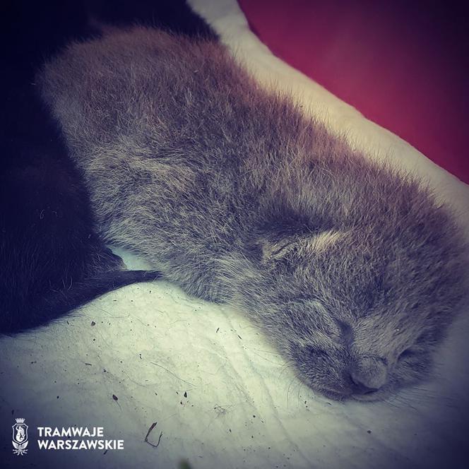 Tramwajowe kotki w zajezdni Wola