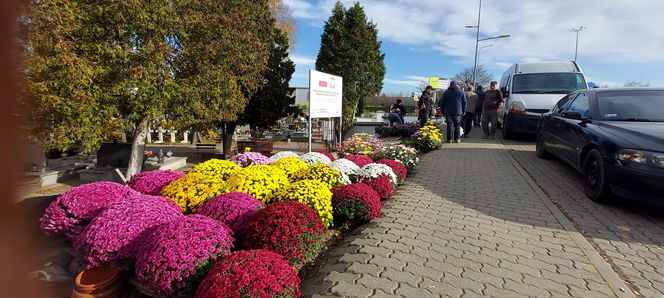 Przygotowania do Wszystkich Świętych Zamość