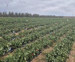 Rolnik rozdają paprykę za darmo! Ceny na skupie to dramat