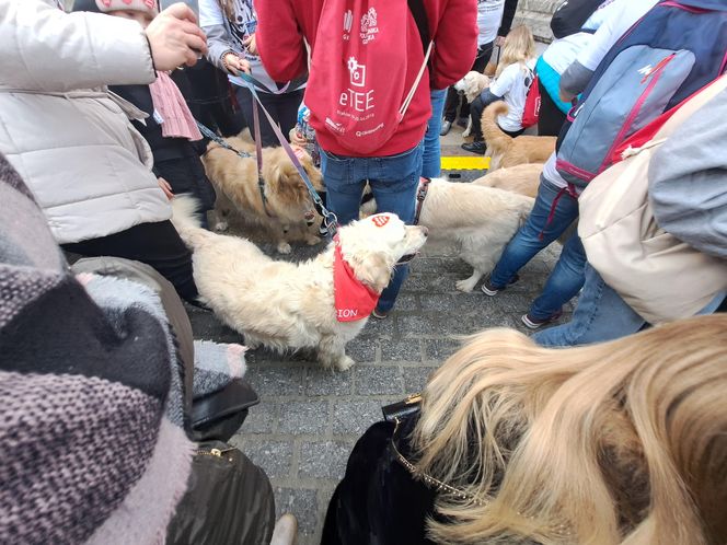 33. Finał WOŚP z grupą krakowskich Golden Retrieverów