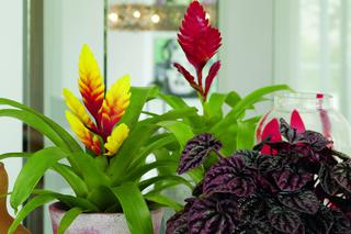 Frizea – egzotyczny kwiat w doniczce. Jak pielęgnować frizeę?