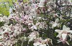magnolie na KUL-u