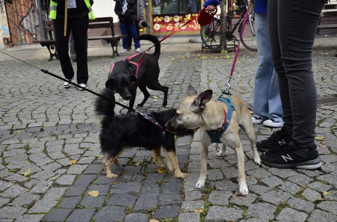 Wielki marsz adopciaków w Radomiu