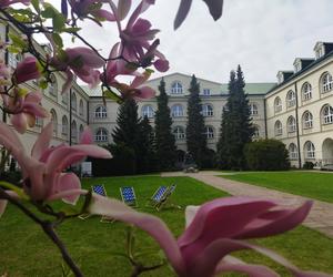 Magnolie na Dziedzińcu KUL - ponownie zachwycają swoim pięknem