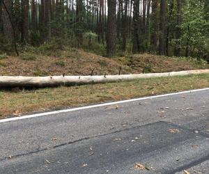 Drzewo spadło na volkswagena. Turysta z Krakowa utknął w aucie