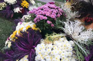 Jesienne kompozycje w Grudziądzu