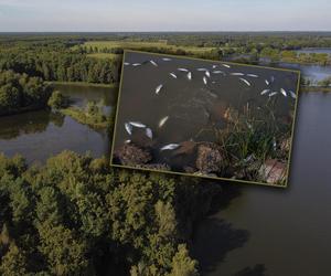 Zagłada w Doliny Baryczy. Z rzeki wyłowiono prawie 100 kg śniętych ryb. „Rzeka ma mętny kolor i nieprzyjemny zapach”