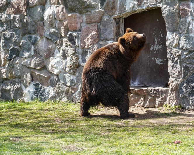 Nowe niedźwiedzie w zoo Akcent w Białymstoku