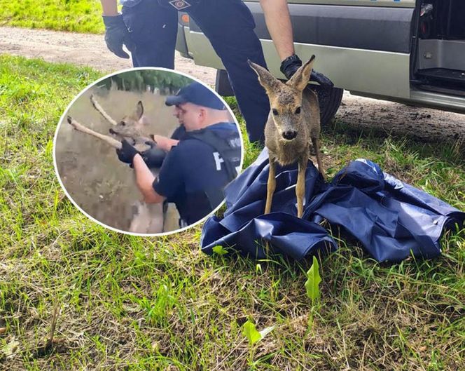 Policjanci uratowali tonącą sarenkę