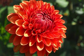 Kwiaty, które kwitną w sierpniu