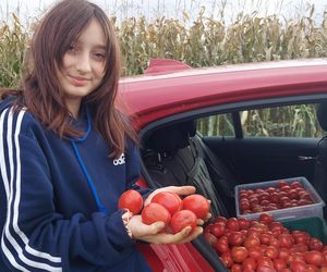 Samozbiory pomidorów na plantacji w Niewirkowie cieszą się powodzeniem