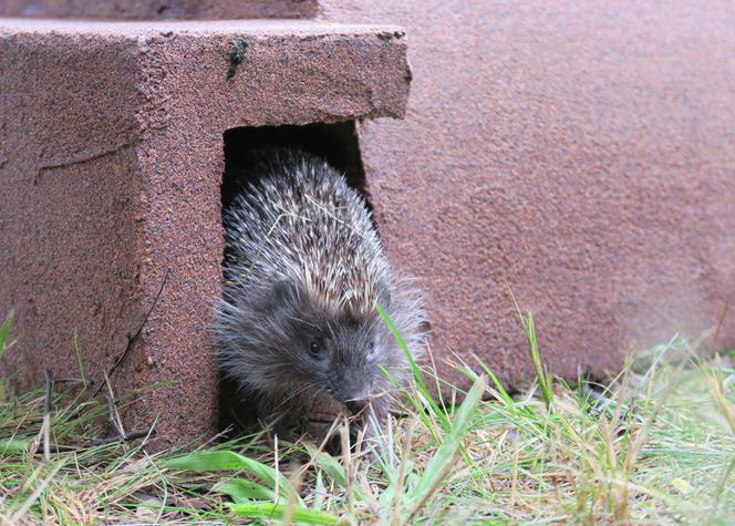 Zbudowałem domek dla jeży