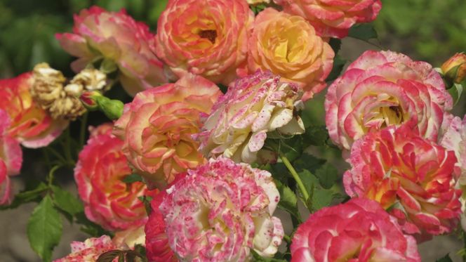 roze-ogrodowe