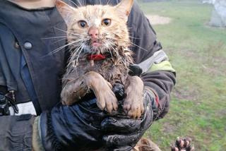 Wyciągnęli kota ze studni a on zwiał