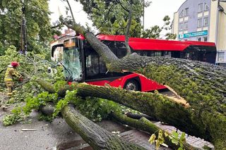 W Żywcu drzewo przewróciło się na autobus