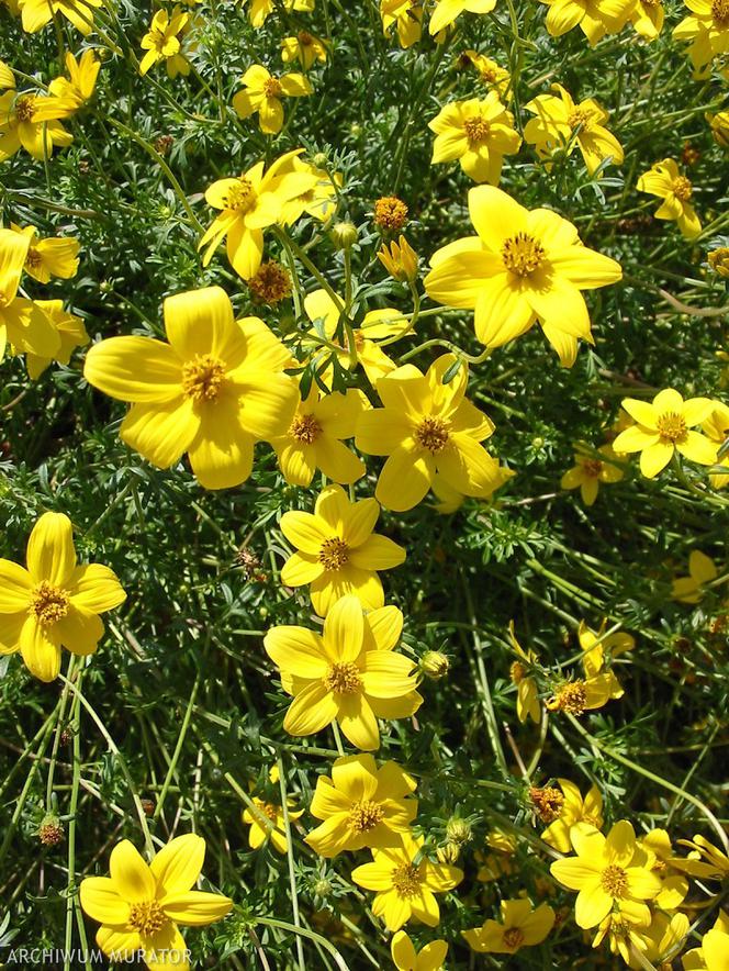 Żółte kwiaty uczepu