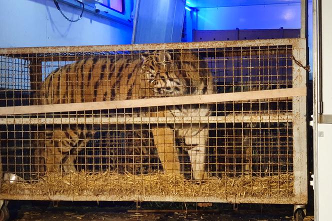 Wycieńczone tygrysy trafiły do ZOO w Poznaniu