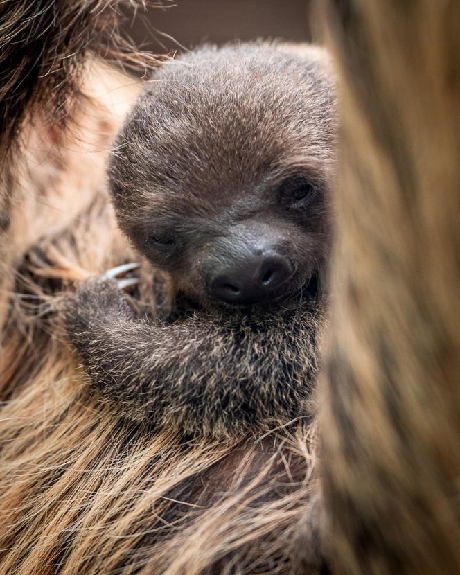 W łódzkim zoo przyszedł na świat leniwiec