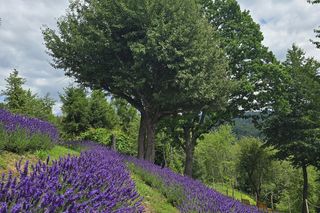 Najwyżej położona w Polsce plantacja lawendy znajduje się w Szczawnicy