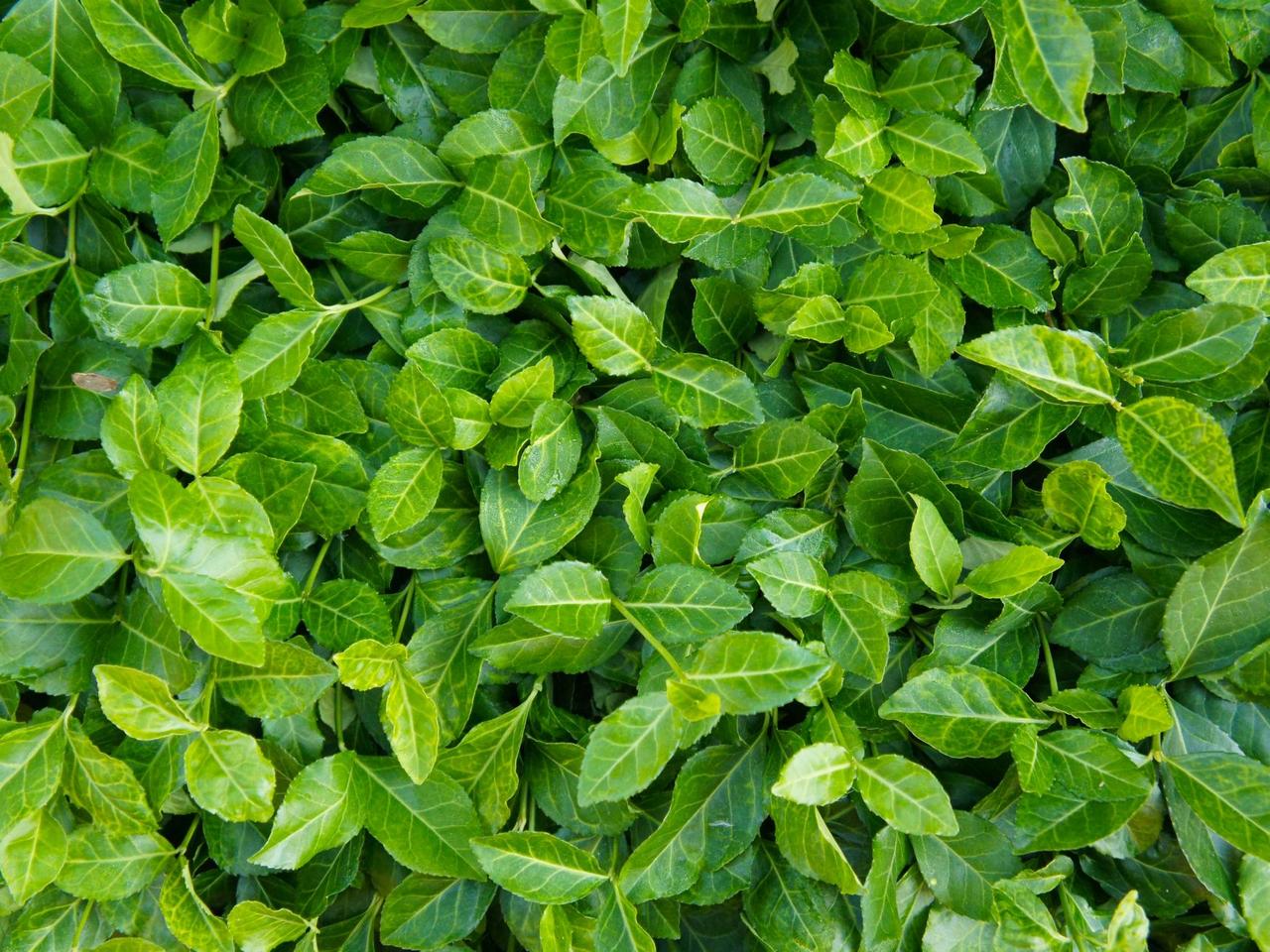 Trzmielina Fortune'a 'Coloratus' - Euonymus fortunei ‘Coloratus’